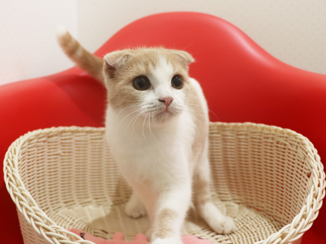 �X�R�e�B�b�V���t�H�[���h�̎q�L�摜