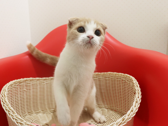 �X�R�e�B�b�V���t�H�[���h�̎q�L�摜