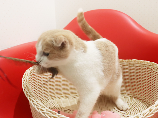�X�R�e�B�b�V���t�H�[���h�̎q�L�摜