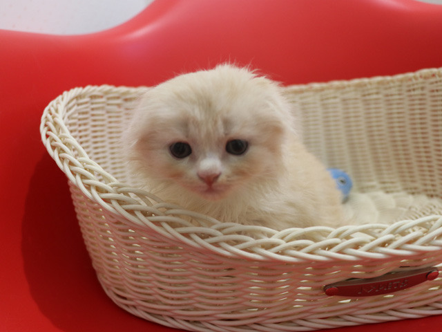 �X�R�e�B�b�V���t�H�[���h�̎q�L�摜