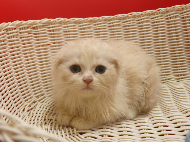 スコティッシュフォールドの子猫画像