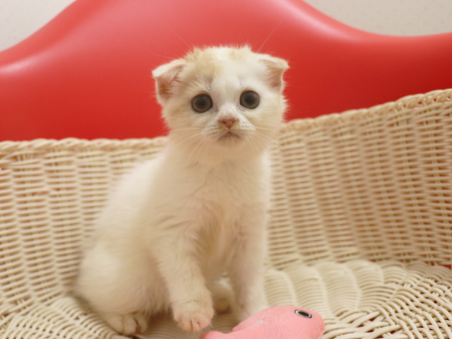 スコティッシュフォールドの子猫画像