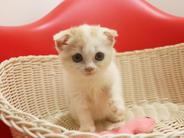 �X�R�e�B�b�V���t�H�[���h�̎q�L�摜