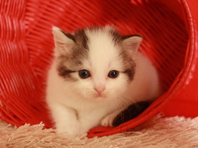 スコティッシュフォールドの子猫