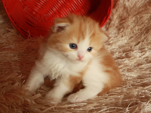 スコティッシュフォールドの子猫