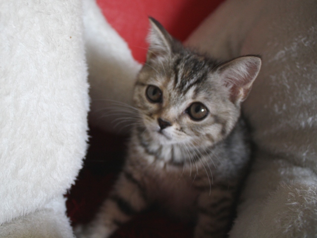 スコティッシュフォールドの子猫
