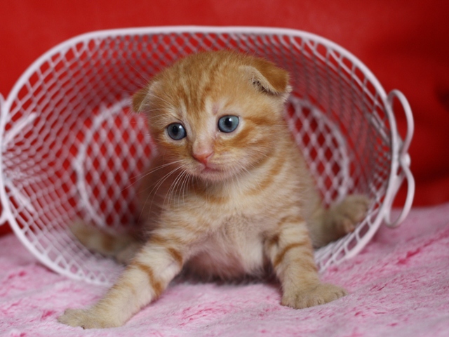 スコティッシュフォールドの子猫画像