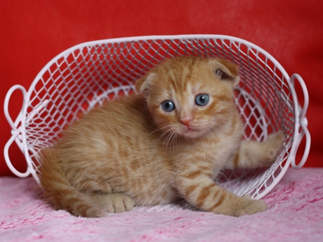 スコティッシュフォールドの子猫画像