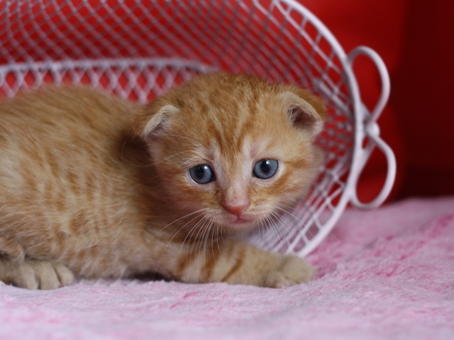 スコティッシュフォールドの子猫画像