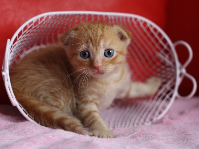 スコティッシュフォールドの子猫画像