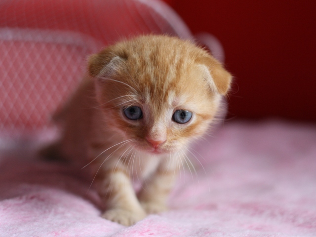 スコティッシュフォールドの子猫画像