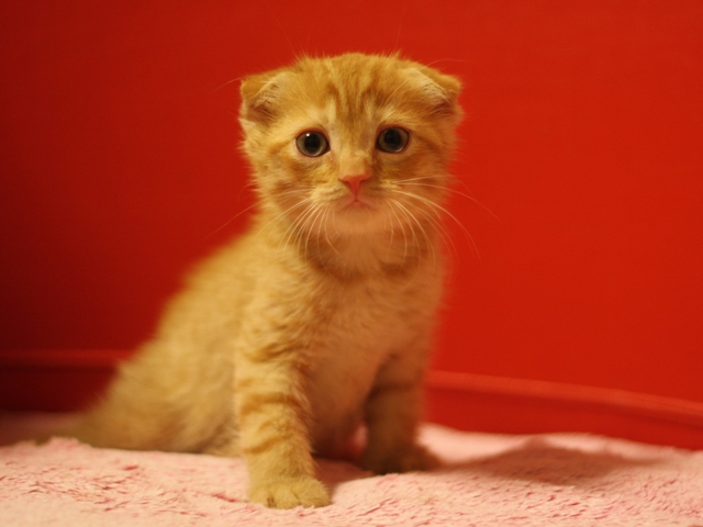 スコティッシュフォールドの子猫画像