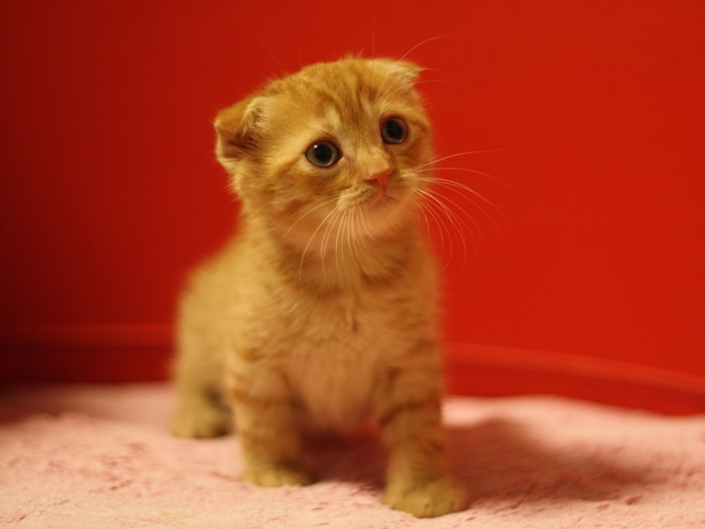 スコティッシュフォールドの子猫画像