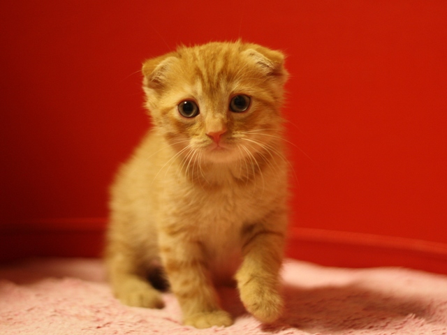 スコティッシュフォールドの子猫画像