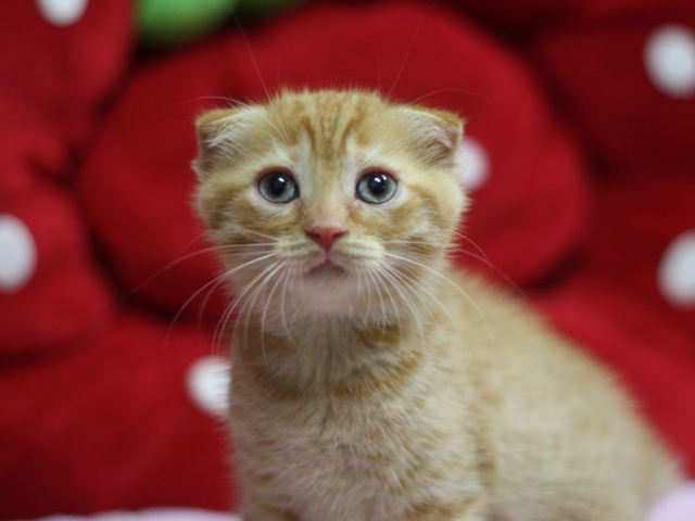 スコティッシュフォールドの子猫画像