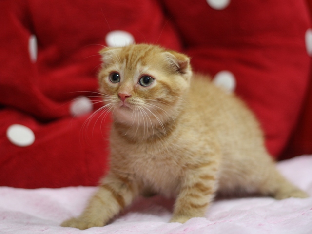 スコティッシュフォールドの子猫画像
