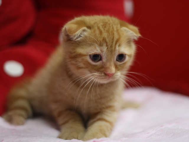 スコティッシュフォールドの子猫画像