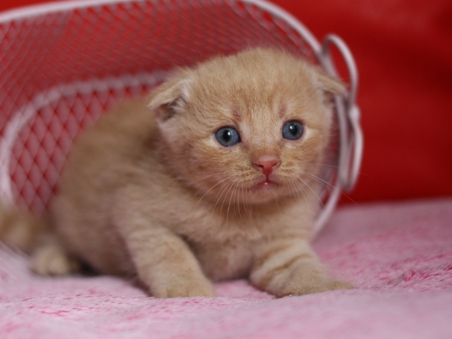 スコティッシュフォールドの子猫画像