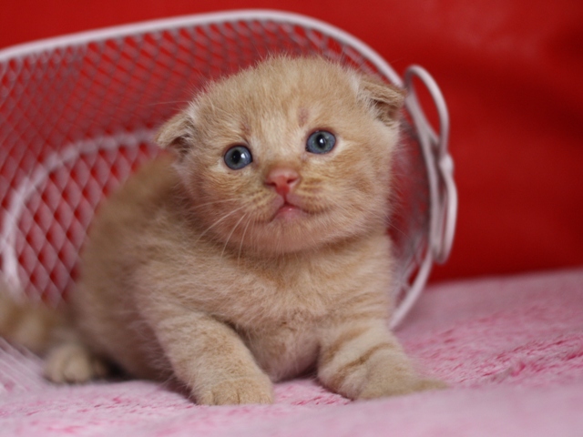 スコティッシュフォールドの子猫画像