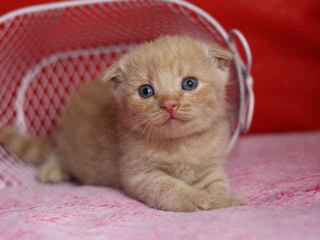 スコティッシュフォールドの子猫画像