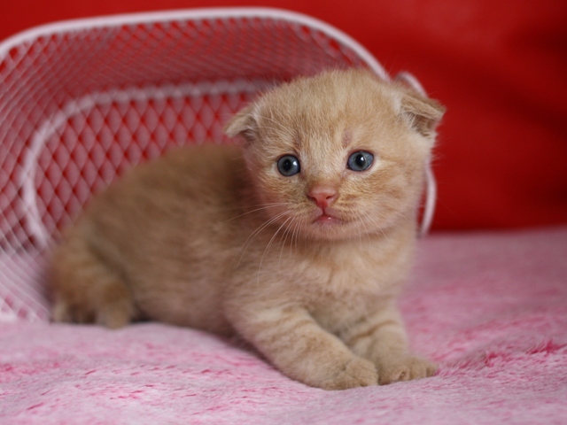 スコティッシュフォールドの子猫画像