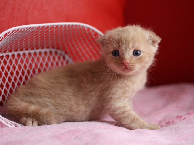スコティッシュフォールドの子猫画像