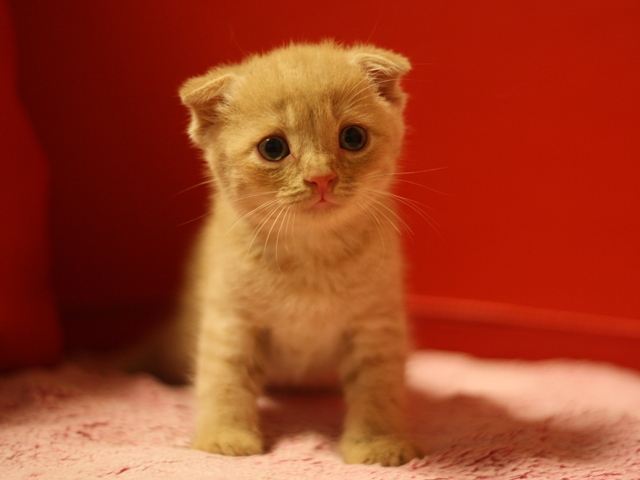 スコティッシュフォールドの子猫画像