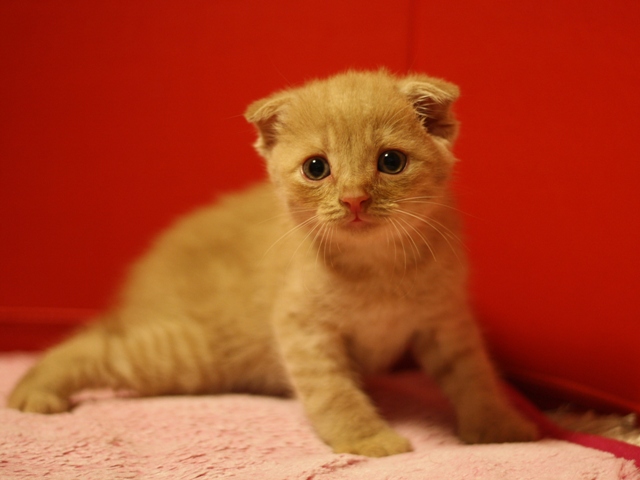 スコティッシュフォールドの子猫画像