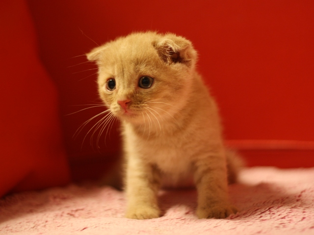 スコティッシュフォールドの子猫画像