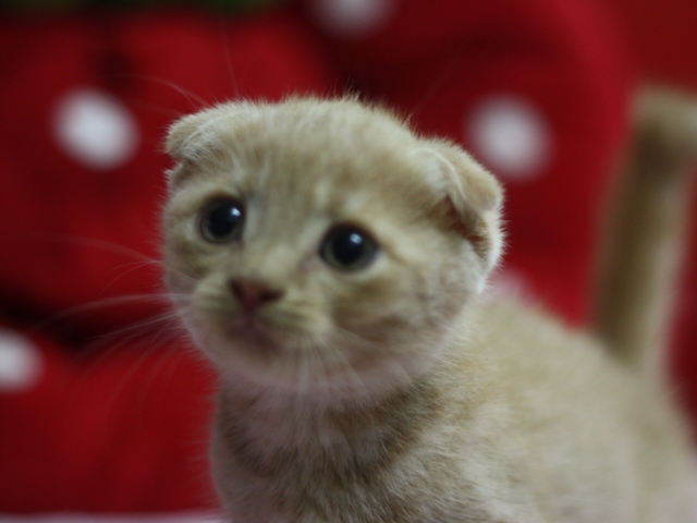 スコティッシュフォールドの子猫画像