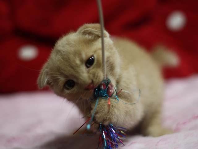 スコティッシュフォールドの子猫画像