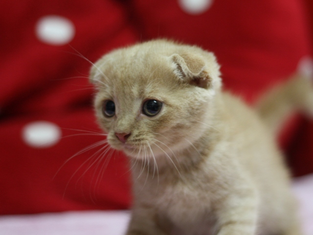 スコティッシュフォールドの子猫画像