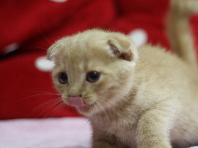 スコティッシュフォールドの子猫画像