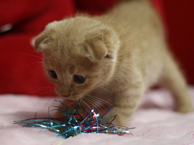 スコティッシュフォールドの子猫画像
