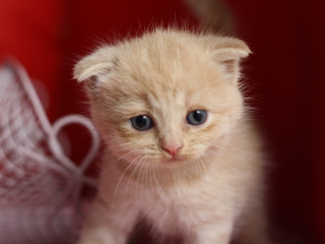 スコティッシュフォールドの子猫画像
