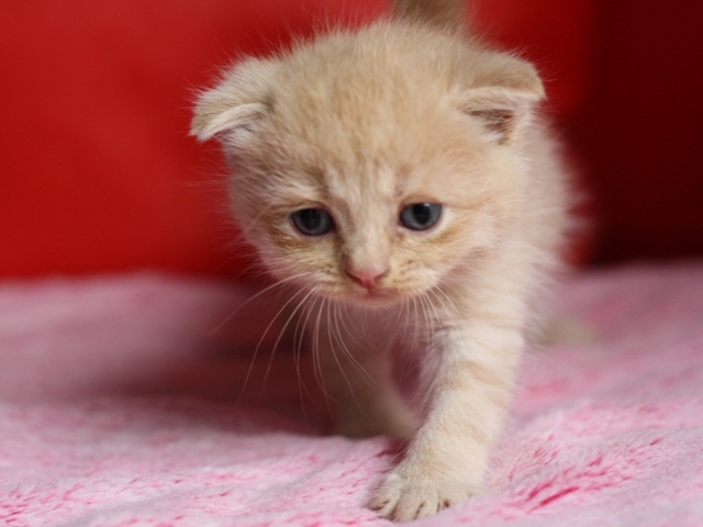 スコティッシュフォールドの子猫画像