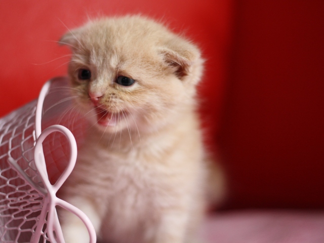 スコティッシュフォールドの子猫画像