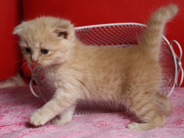 スコティッシュフォールドの子猫画像