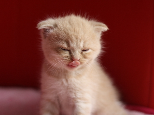 スコティッシュフォールドの子猫画像