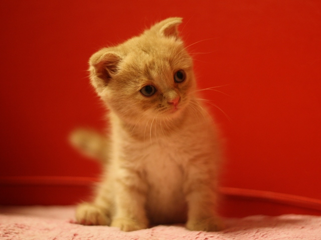 スコティッシュフォールドの子猫画像