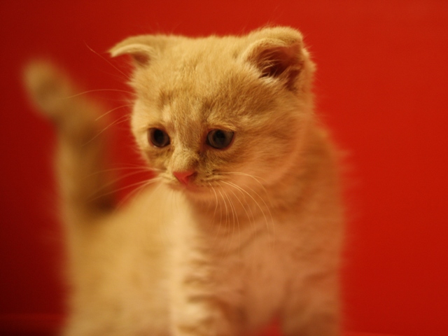 スコティッシュフォールドの子猫画像