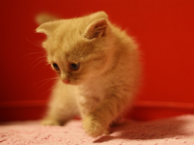 スコティッシュフォールドの子猫画像