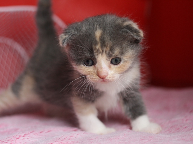 スコティッシュフォールドの子猫画像