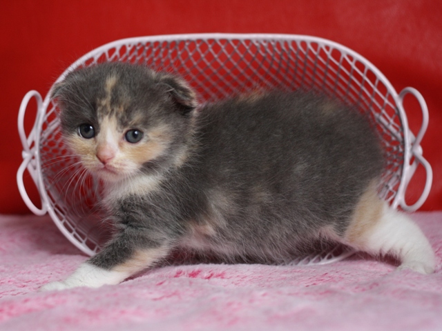 スコティッシュフォールドの子猫画像