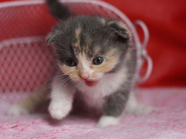 スコティッシュフォールドの子猫画像