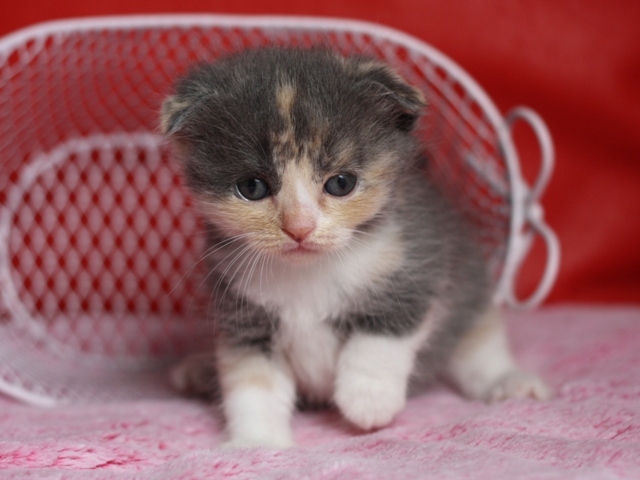 スコティッシュフォールドの子猫画像