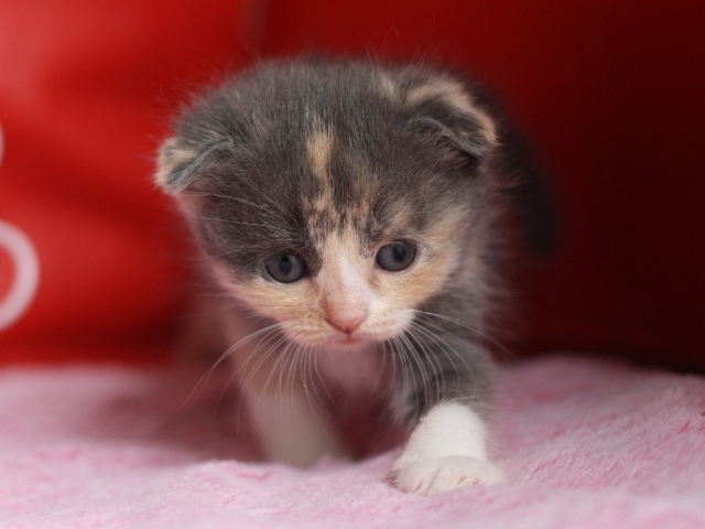 スコティッシュフォールドの子猫画像