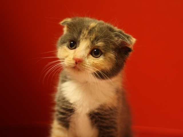 スコティッシュフォールドの子猫画像