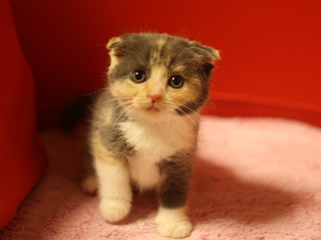 スコティッシュフォールドの子猫画像