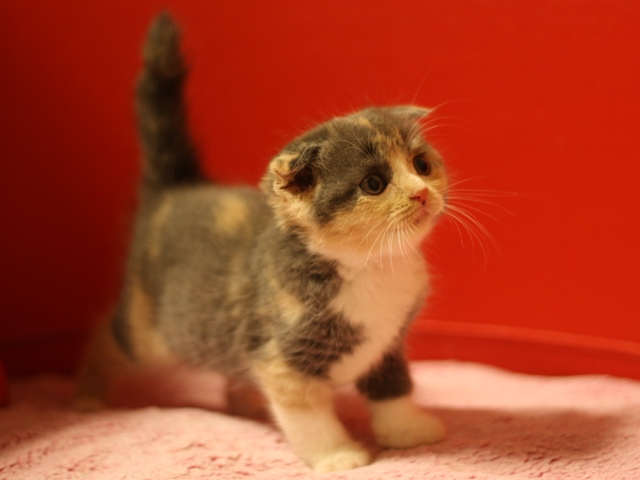 スコティッシュフォールドの子猫画像
